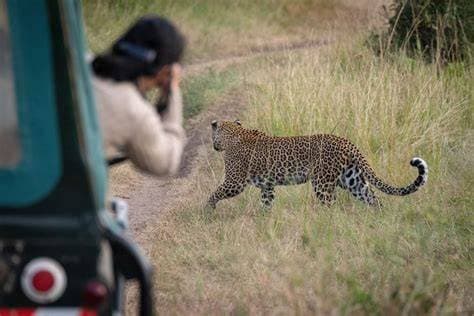 Leopard resting on a rock in Yala