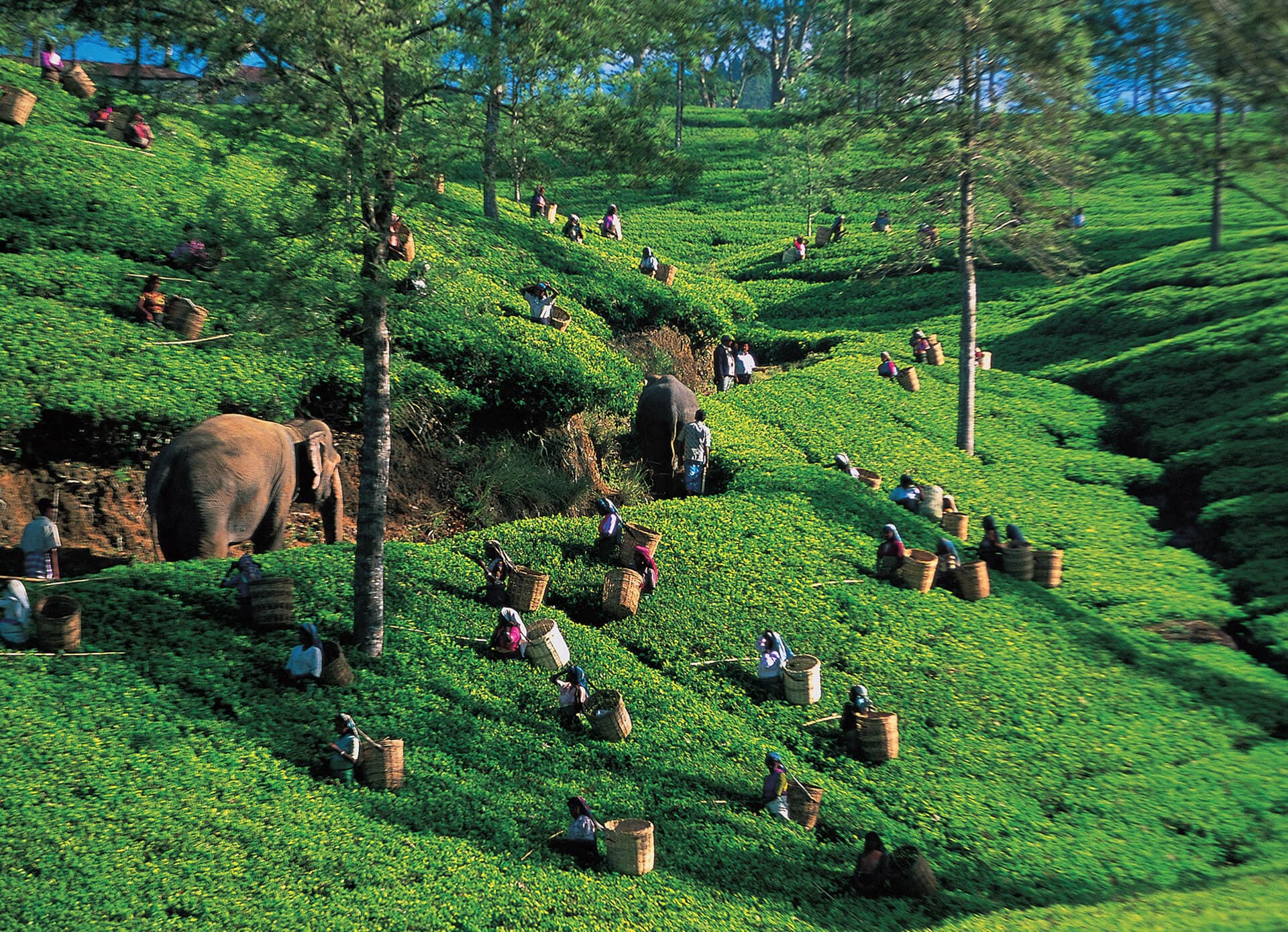 Train passing through tea plantations
