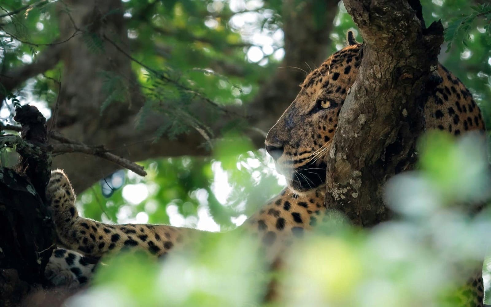 leopards, sloth bears, crocodiles, and a variety of birdlife in their natural habitat.