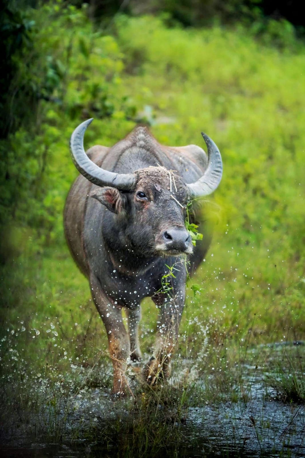 Udawalawe is home to a wide variety of wildlife and bird species.
