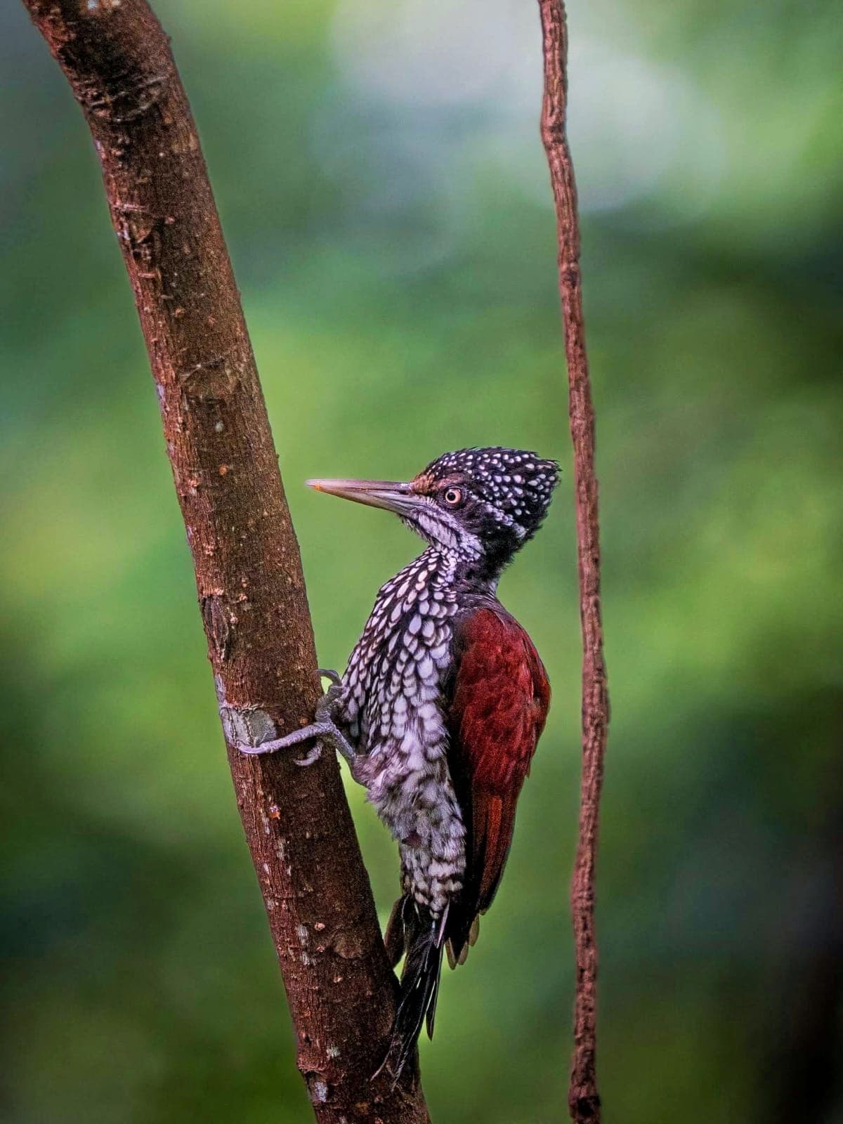 Udawalawe is home to a wide variety of wildlife and bird species.