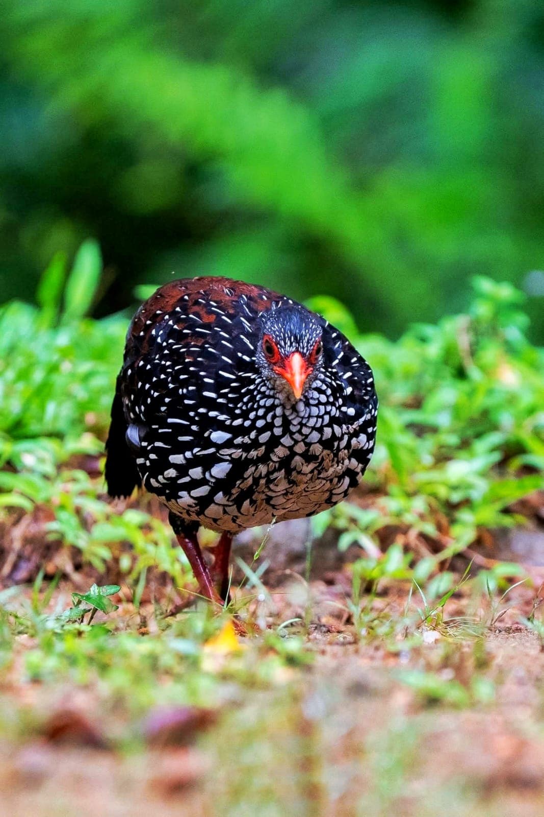 leopards, sloth bears, crocodiles, and a variety of birdlife in their natural habitat.