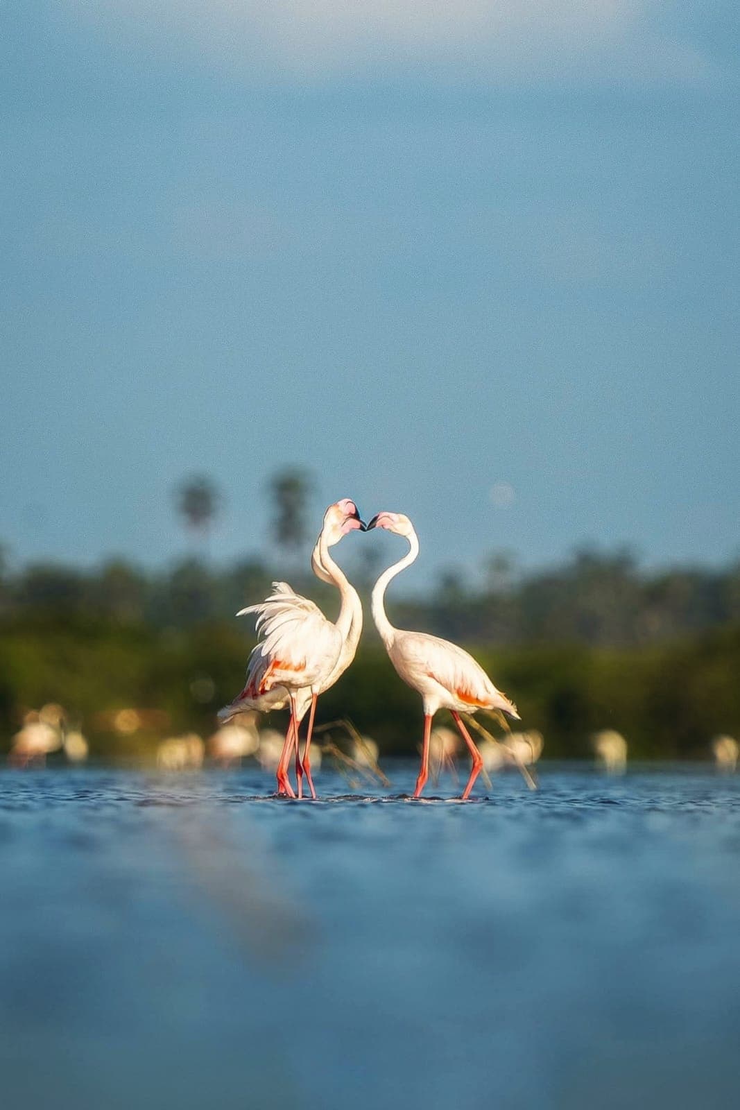 Udawalawe is home to a wide variety of wildlife and bird species.