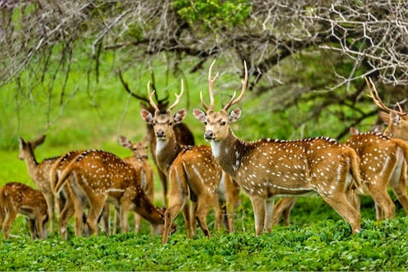 leopards, sloth bears, crocodiles, and a variety of birdlife in their natural habitat.