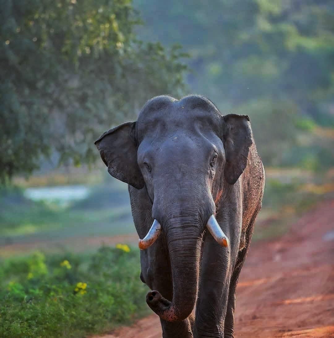 Wild Sri Lankan elephant walking through the grasslands of Yala National Park during a safari.