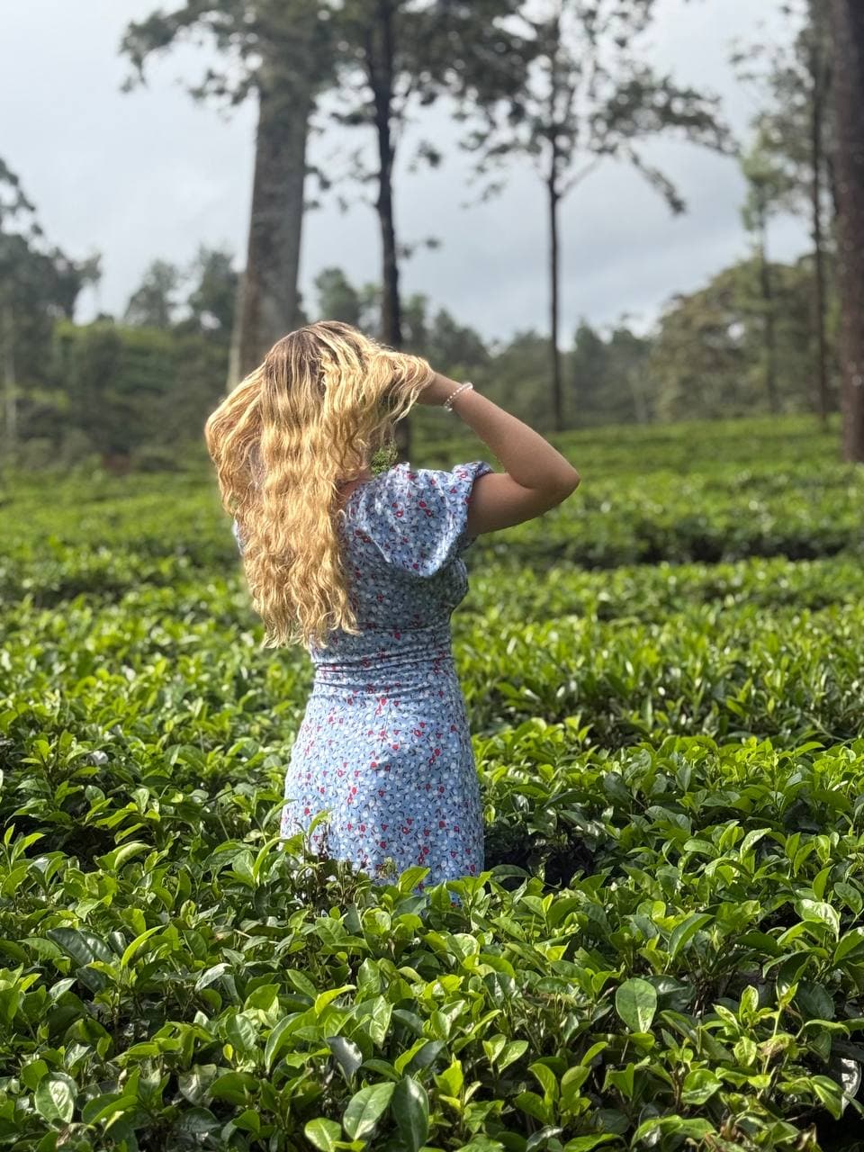Sri Lankan train traveling through green mountain landscapes and tea plantations