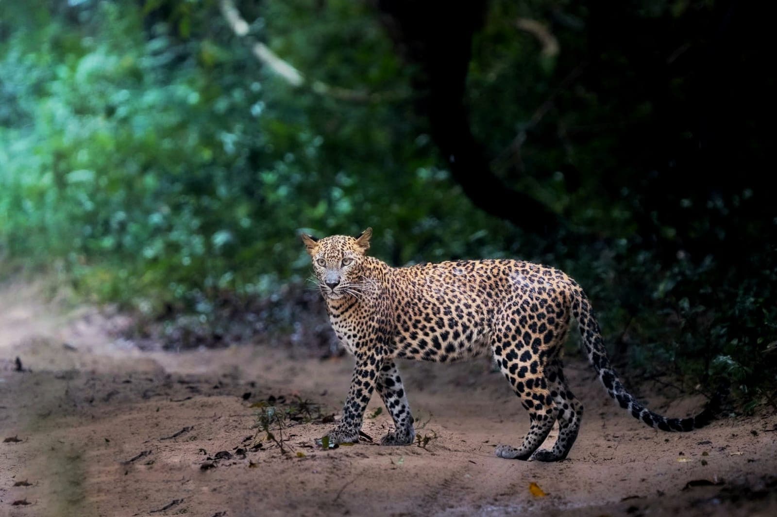 leopards, sloth bears, crocodiles, and a variety of birdlife in their natural habitat.