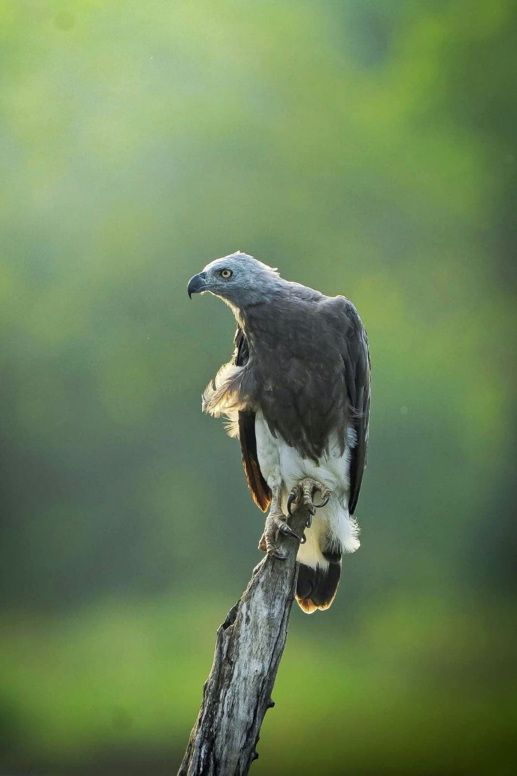Udawalawe is home to a wide variety of wildlife and bird species.